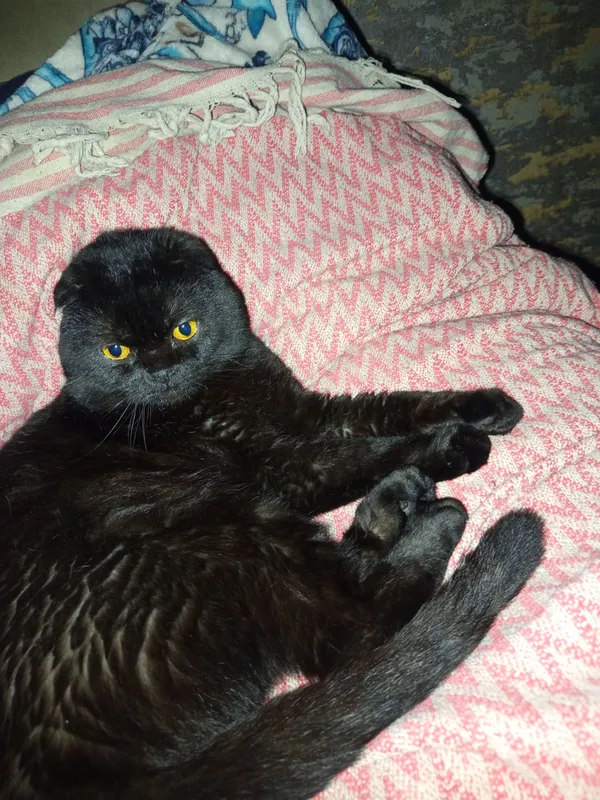 кошка