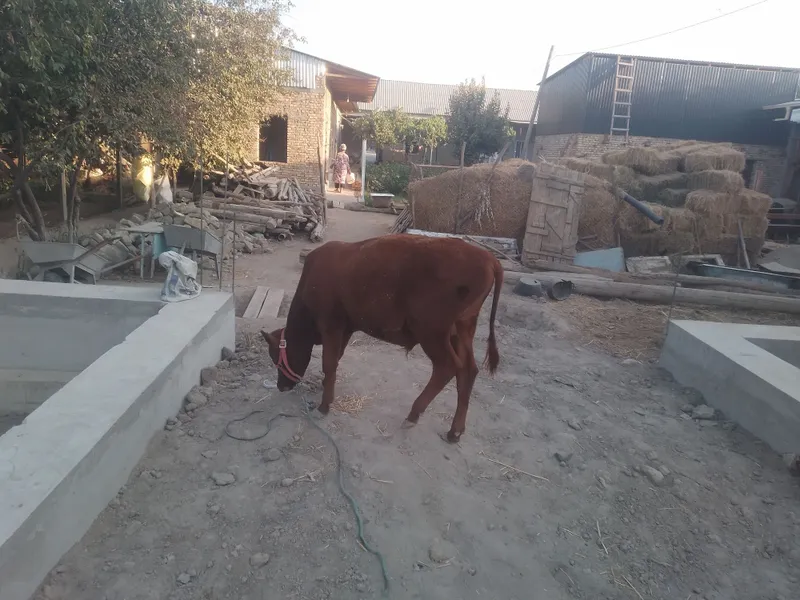 H6kizcha sotiladi Suntdan t6ygan 1 H6kizcha sotiladi Suntdan t6ygan 1