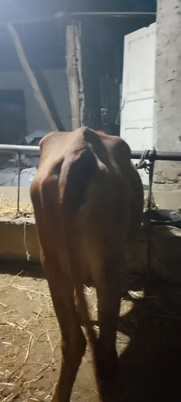Ona bola sigir sotiladi kafolati bilan 4 Ona bola sigir sotiladi kafolati bilan 4