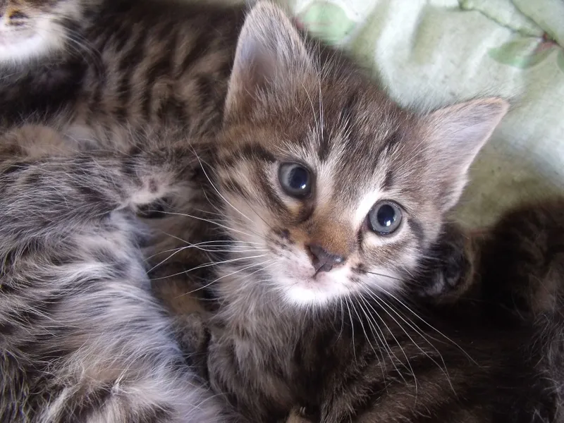 Котята даром 2 месяца — фото 1
