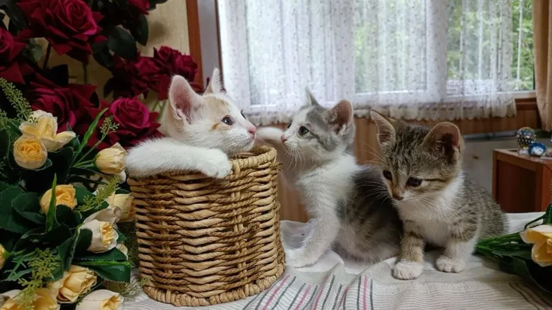 Отдаем котят чистенькие 3 Отдаем котят чистенькие 3