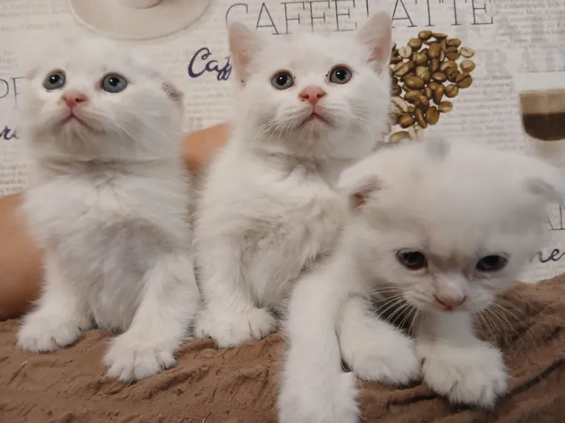 Продам белоснежных котят от правильной вязки — фото 2