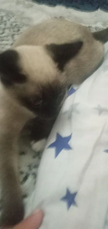 Сиамская кошка продаю — фото 2