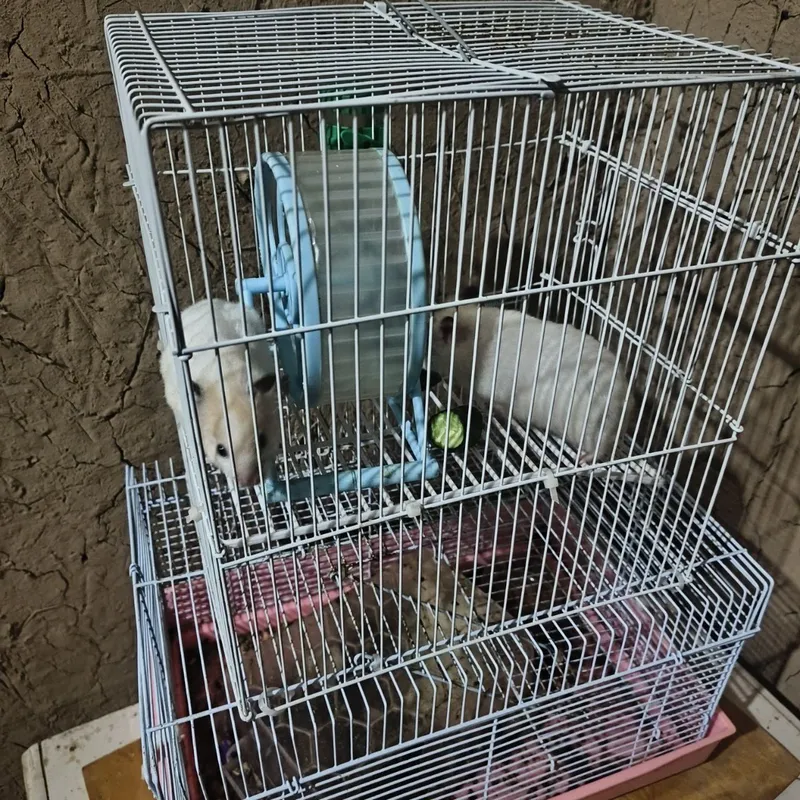 Hamster lar sotiladi 2 dona — фото 1