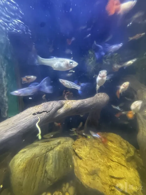 Guppilar sotiladi 4 Guppilar sotiladi 4