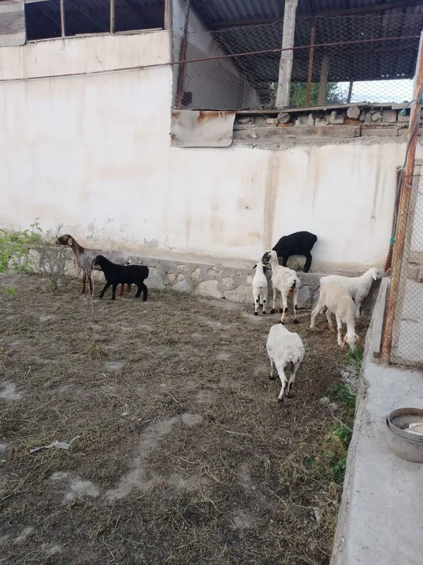 Ona bola qoylar sotiladi