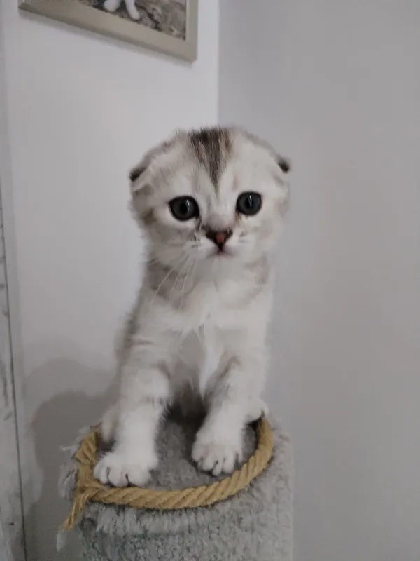 котята — фото 1