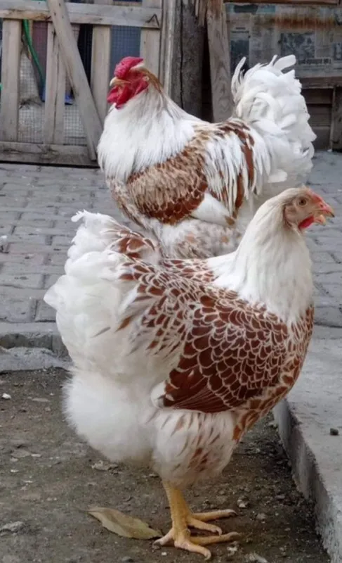 Виандот, белое золото