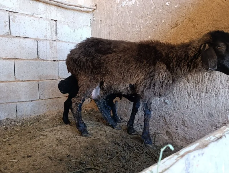 Ona bola qo'y va qo'chqor sotiladi — фото 1
