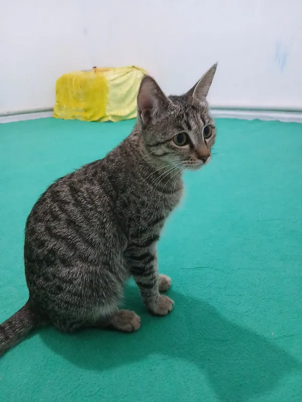mushuk xadyaga beriladi 3 mushuk xadyaga beriladi 3