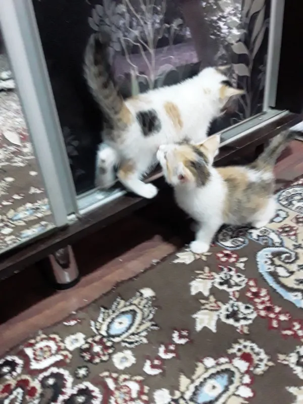 Котята в добрые руки 3