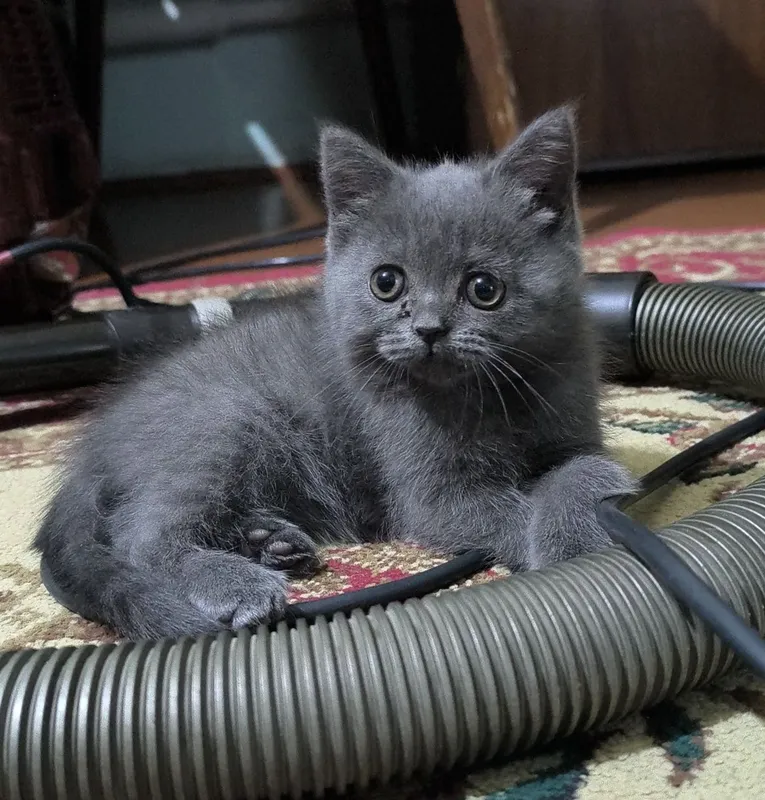 Котята чистой породы 3
