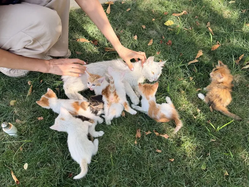 Котята в хорошие руки 1 Котята в хорошие руки 1