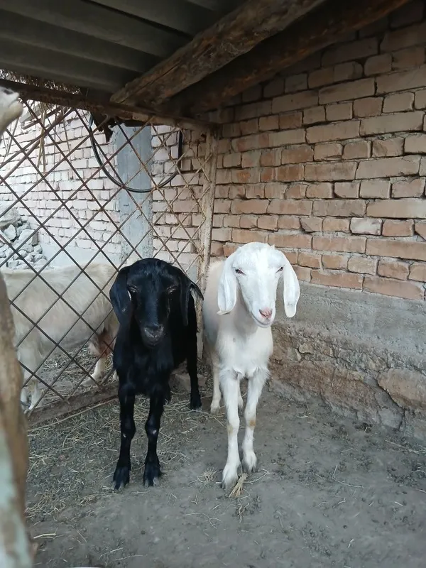 Echki sotiladi qisir ikkoviyam birinchi tug'ishi takaga qoysaxam bulad 4 Echki sotiladi qisir ikkoviyam birinchi tug'ishi takaga qoysaxam bulad 4