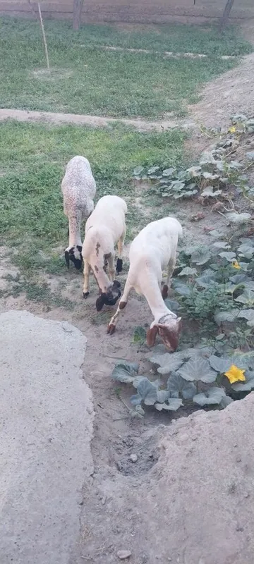 Кучкорчалар сотилади. 2