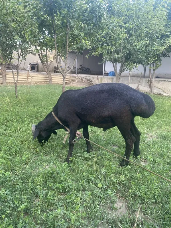 Qo’chqor sotiladi