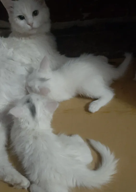 котятки домашние 2 котятки домашние 2