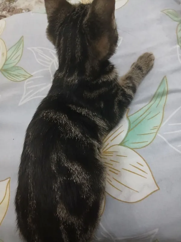 Bengal mushuk zotdor. Aqlli, uyinqaroq. — фото 1