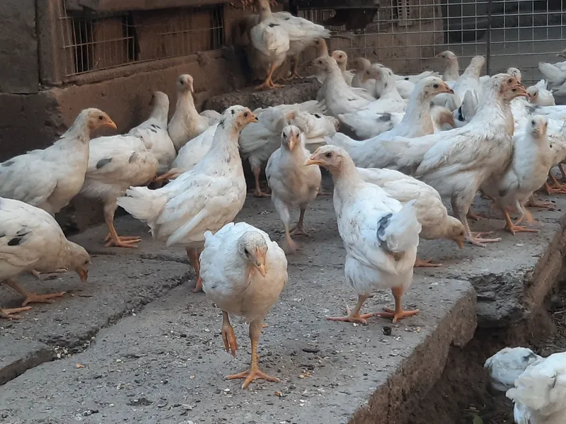 2 ярим ойлик жужалар номи нусушка