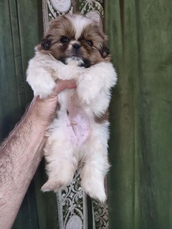 Pekines kuchukchasi sotiladi 1 Pekines kuchukchasi sotiladi 1