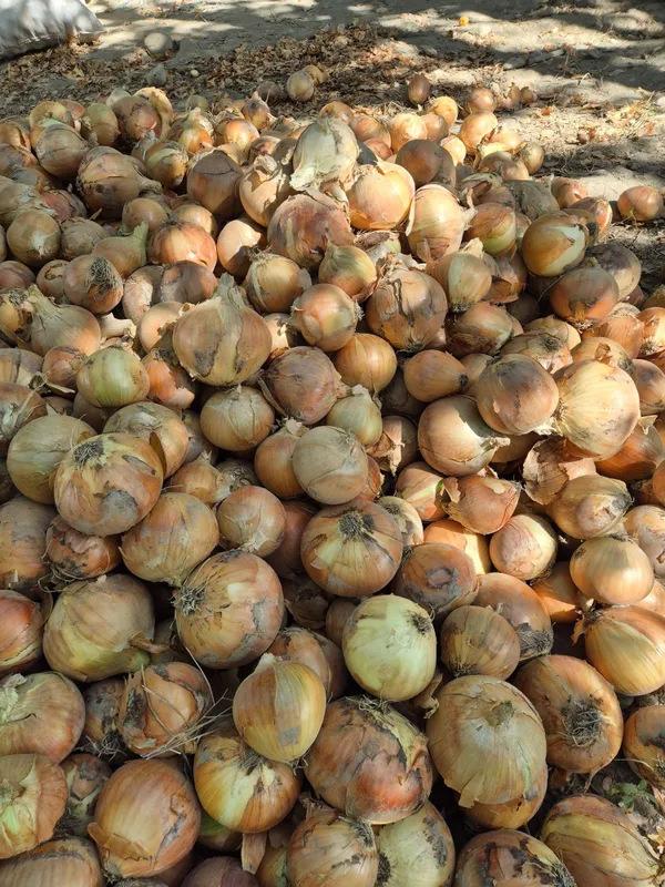 Srochna piyoz optom narxlarda sotiladi — фото 2
