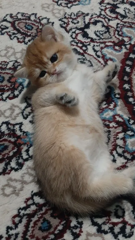 oltin chinchilla ny12 urg‘ochi mushukcha 7