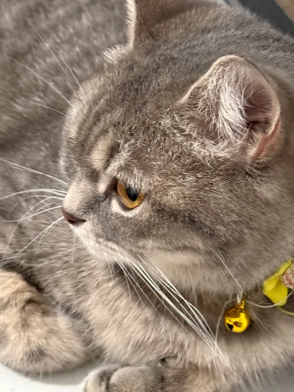 Кошка азиатская Tabby