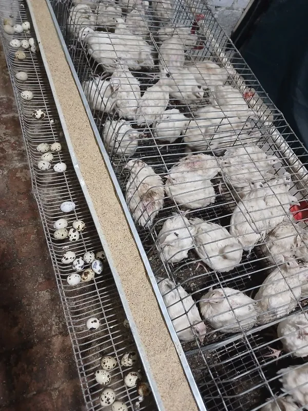 Bedona, go'shti jojalari tuxumlari sotiladi inkubator xizmati ham bor — фото 2 Bedona, go'shti jojalari tuxumlari sotiladi inkubator xizmati ham bor — фото 2
