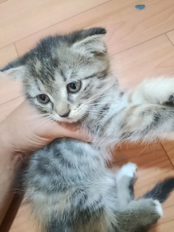 Продаётся маленькая кошка 3 Продаётся маленькая кошка 3