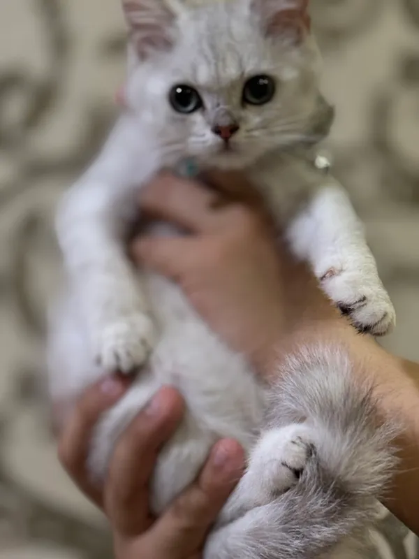 Kumush rangli chinchilla 3
