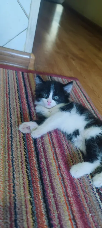 котёнок 2