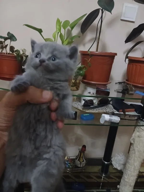 Котята британские скотиш фолд — фото 1
