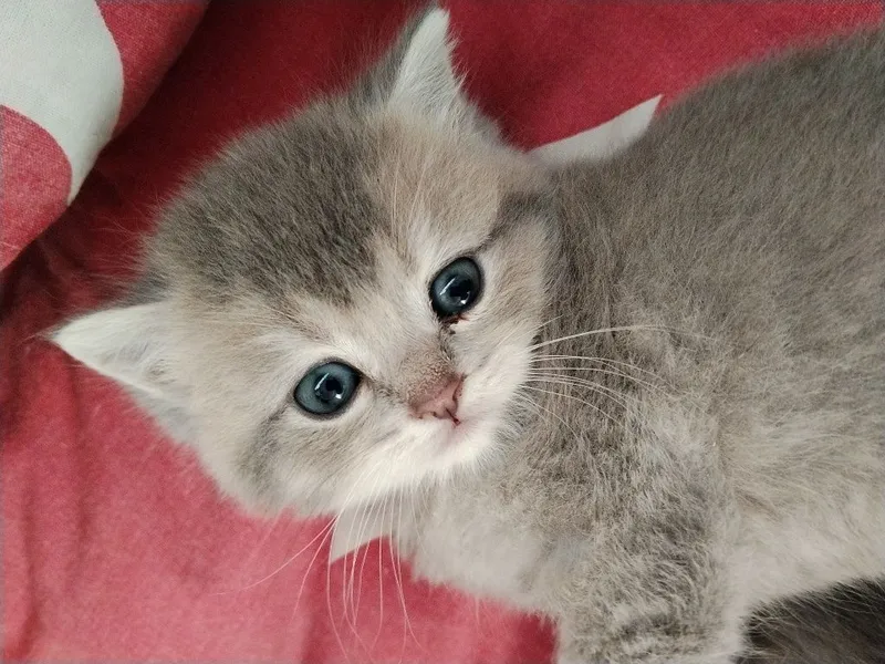 Срочно Продаётся котят — фото 4