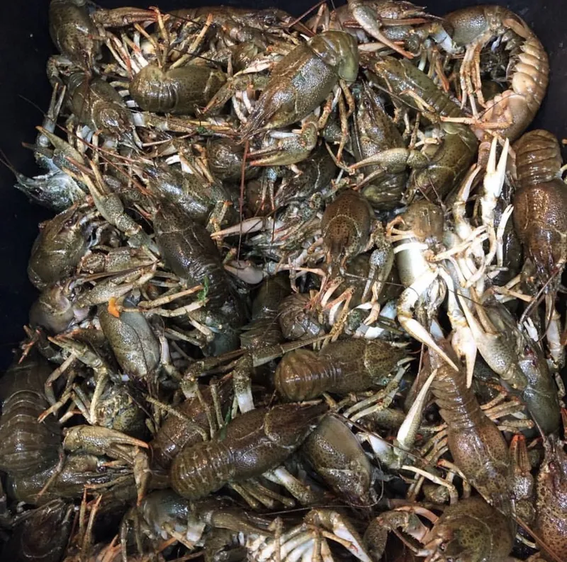 Раки,живые раки,доставка раков 2 Раки,живые раки,доставка раков 2