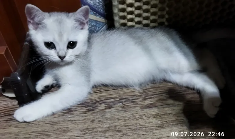 продажа шотланских котят 4
