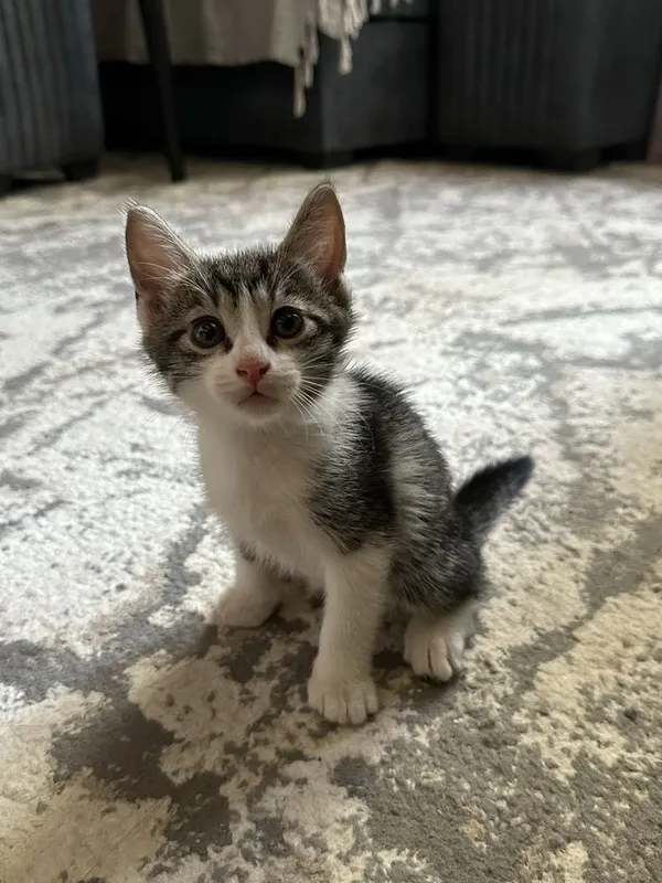 Котёнок(мальчик) ищет любящую семью 1 Котёнок(мальчик) ищет любящую семью 1