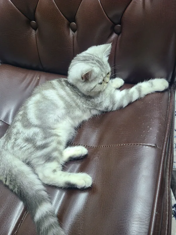 British Shorthair silver mushuk qizbola 4oyli — фото 3