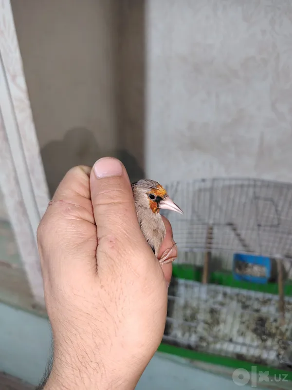Norci sotiladi qziqanla aloqaga cqila 2 Norci sotiladi qziqanla aloqaga cqila 2