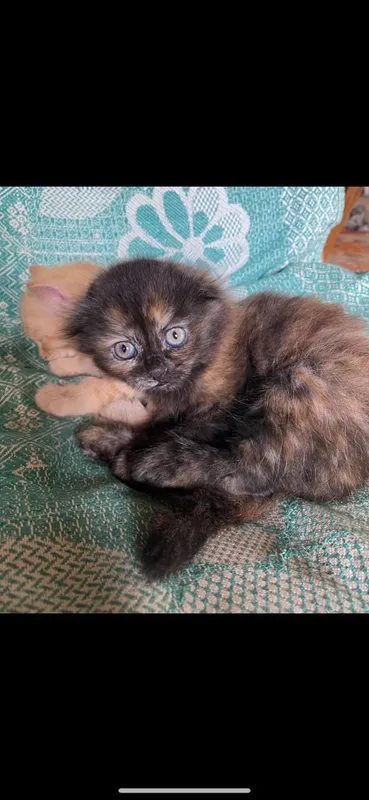 котята 6 котята 6