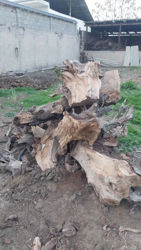 Дрова сухие Утин