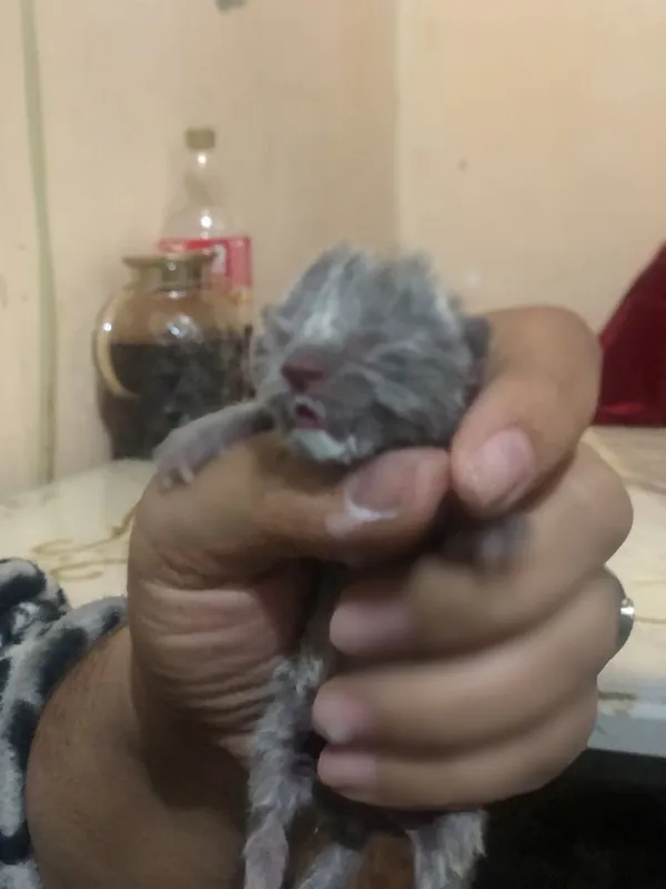 Мущук болалари сотилади — фото 1