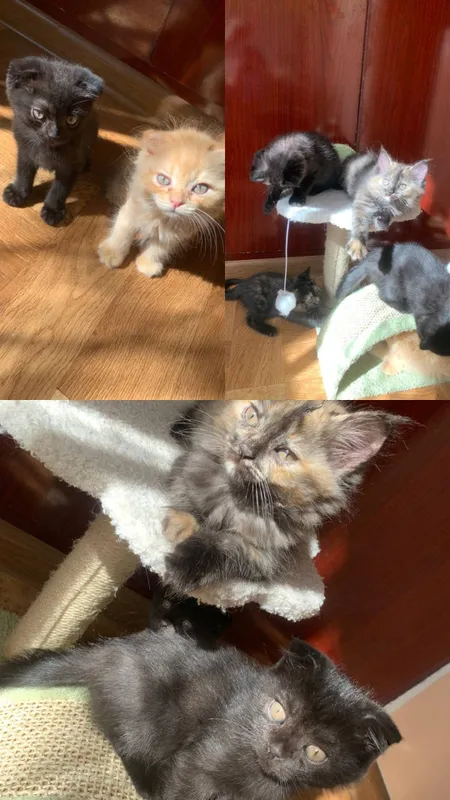 Милые котята отдаются в хорошие руки 2 Милые котята отдаются в хорошие руки 2