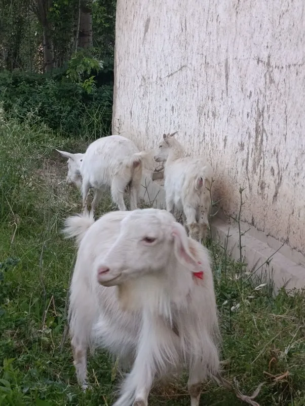 Ona bola echki lar sotiladi soni 3- ta . 2- litr suti bor.