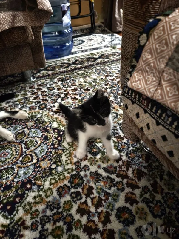 Котята (mushukchalar) 1 Котята (mushukchalar) 1