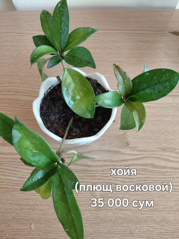Комнатные цветы. Укорененные. Срезы. Большие и маленькие. Редкие.