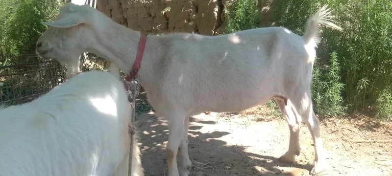 ona bola echki sotiladi sut yoʻnalishidagi 4 ona bola echki sotiladi sut yoʻnalishidagi 4