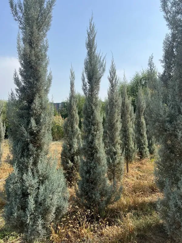 Кипарис Аризонский Kipariz Arizonika Cupressus Arizonica — фото 1
