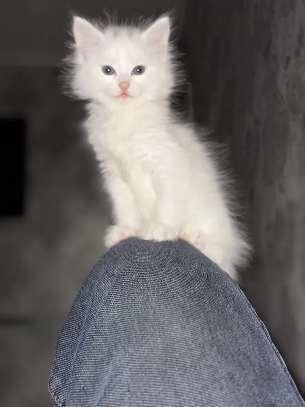 Turkiya mushugi... 1 Turkiya mushugi... 1