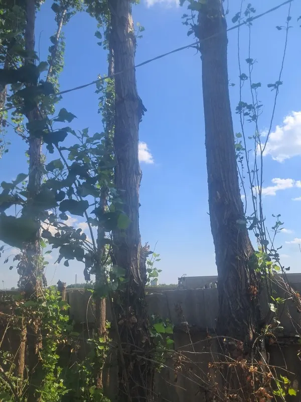 Терак сотилад, кимга керак булса керакли размирда кесиб бераман. Нар — фото 6