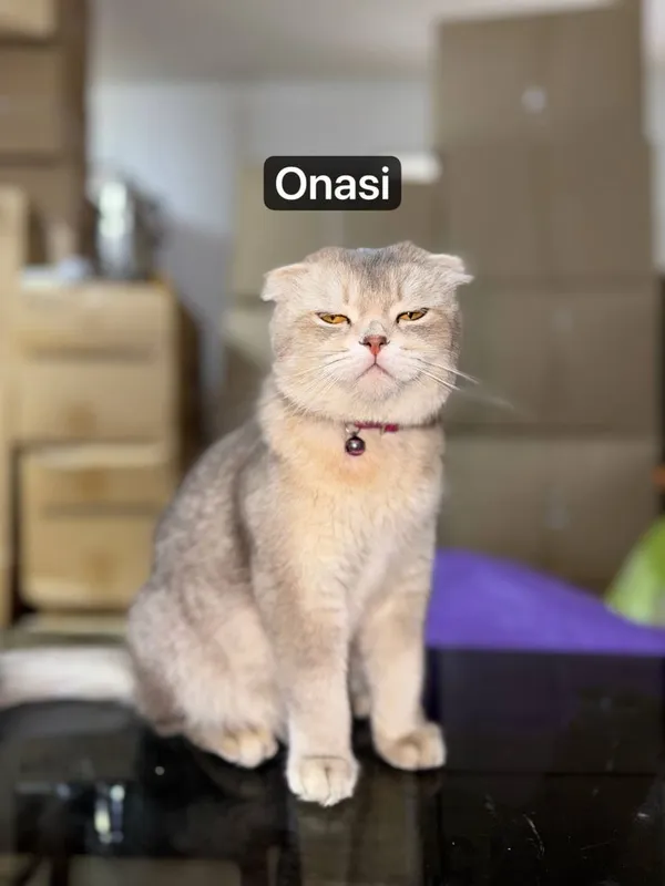 Mushuk scottish fold — фото 3